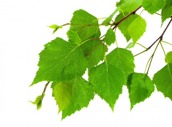 Immagine di foglie di Betulla (betulae folium)