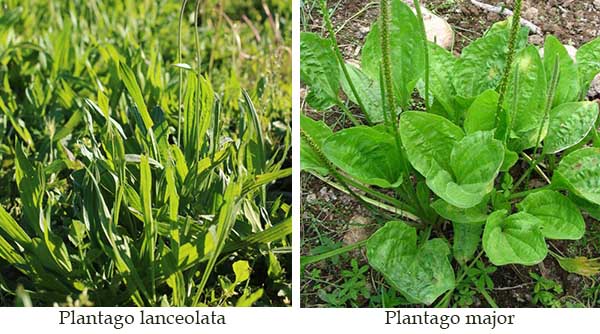 Immagine della piantaggine: Plantago lanceolata e Plantago major