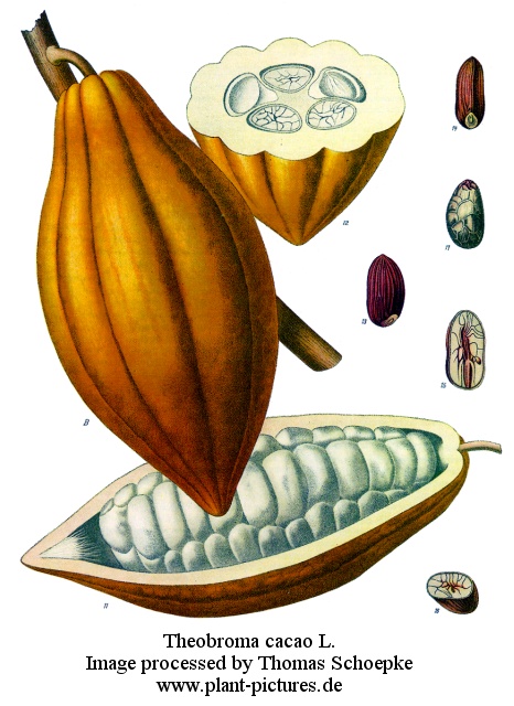 Cabossa ovvero il frutto del cacao